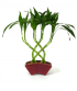 8 cane trellis in fan vase.png 8 cane trellis in fan vase.png